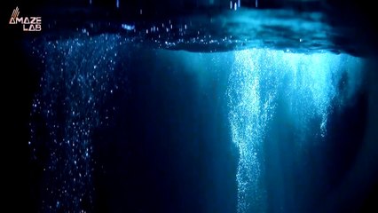 Watch Out For These Insane Great White Hunting Creatures Around South Africa