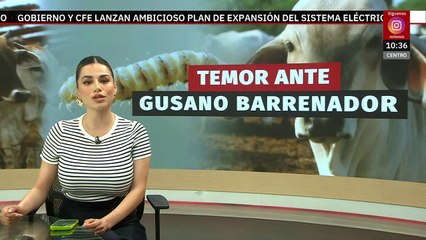 Combaten gusano barrenador el Consejo Nacional Agropecuario