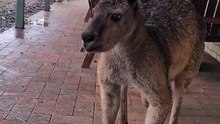 Kangaroos are lovely creatures