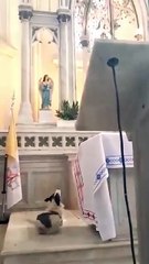 Milagro perruno: un perrito fue grabado “hablando” con la Virgen María en una iglesia de Argentina