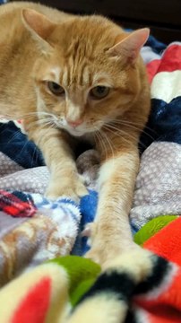 Whiskers, Paws, and Purrs: The Hidden World of Domestic Cats