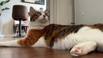 Why House Cats Are More Amazing Than You Think