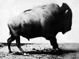 Buffalo Running | movie | 1900 | Official Clip