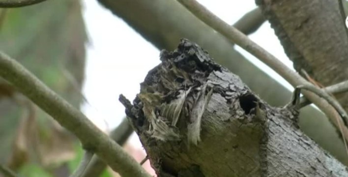 Los árboles enfermos siguen siendo una amenaza para los ciudadanos