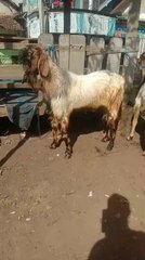 Bekal persiapan qurban untuk satu orang saja untuk menebus nikmat Allah yang sudah di turunkan kepada hambanya