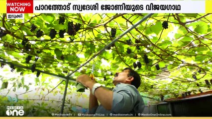 മട്ടുപ്പാവില്‍ മുന്തിരി നട്ടുപിടിപ്പിച്ച് മികച്ച വിളവ് നേടി ഈ ഇടുക്കിക്കാരൻ; കൂടെ പച്ചക്കറിയും