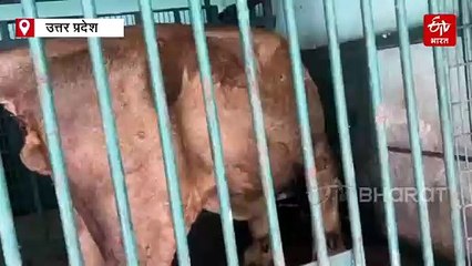 गोरखपुर जू का बब्बर शेर 'पटौदी' पड़ा बीमार, बेहतर इलाज के लिए कानपुर जू लाया गया