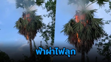 สาวถ่ายคลิปสุดระทึก ฟ้าผ่าใกล้ต้นตาลไฟลุกพรึบ ⚡