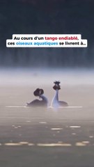 Tango endiablé entre 2 oiseaux aquatiques !