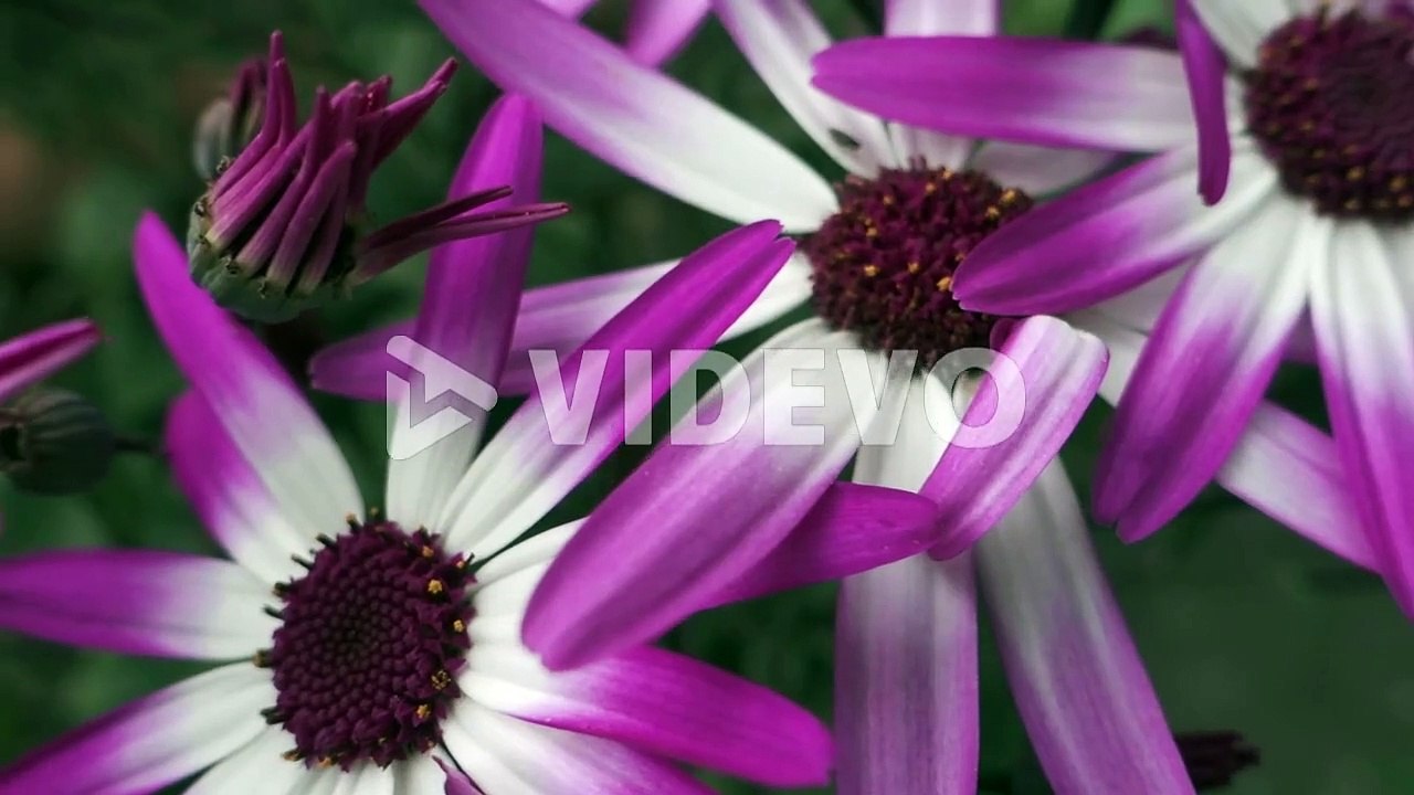 White purple summer flowers, extreme close up