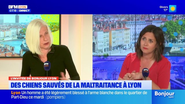 De pire en pire : à Lyon, une augmentation de la maltraitance animale