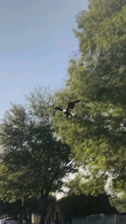 eagle catch kid ohhh