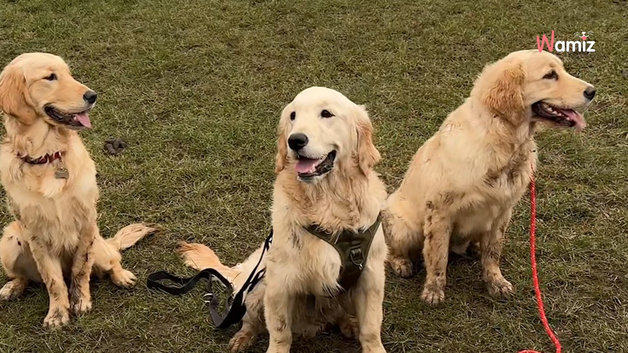 Woman decides to surprise her Golden Retriever: His reaction is priceless (video)