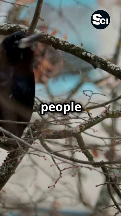 Why a Group of Crows Is Called a Murder | Fascinating Bird Facts