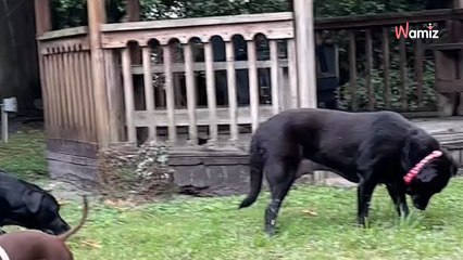 Adopter has a special request for rescue: Staff find the perfect candidate (video)