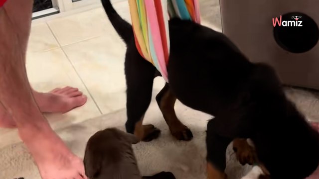 Nikt nie chciał kulejącego szczeniaka: dwa lata później jest nie do poznania (video)