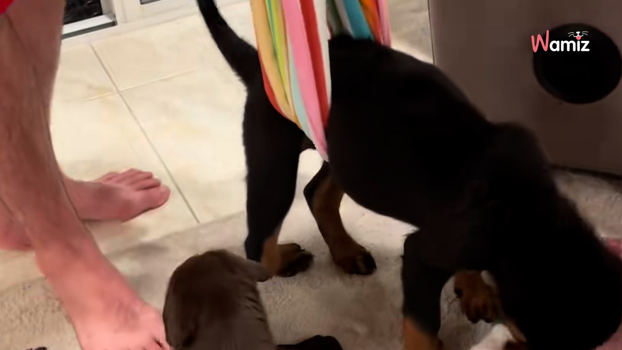 Nikt nie chciał kulejącego szczeniaka: dwa lata później jest nie do poznania (video)