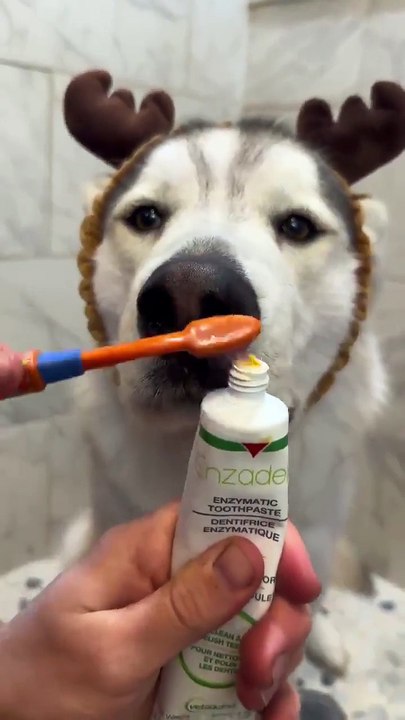 This dog has a better routine then me🤣😥dog lover 😍 animals love #shorts #shortvideos #funnyvideos #viralvideos #viralshorts #comedy #dog #animals