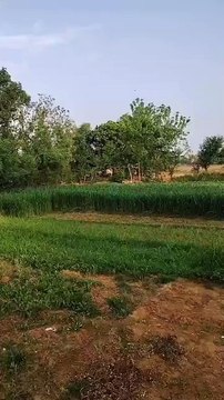 रणथंभौर में खेतों में आया टाइगर, होटल में घुसने पर मचा हड़कंप