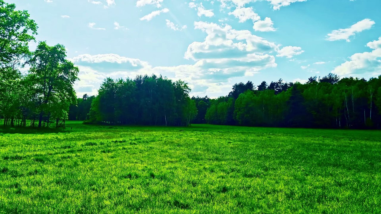 Listen to How the Meadow Sings! (Birds and Crickets)
