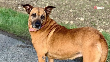 Grande timide, cette chienne senior n'est remarquée par personne dans le refuge où elle est depuis 4 ans