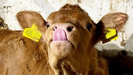 Woman has 18 pet cows - and loves to cuddle her TWO TONNE bull