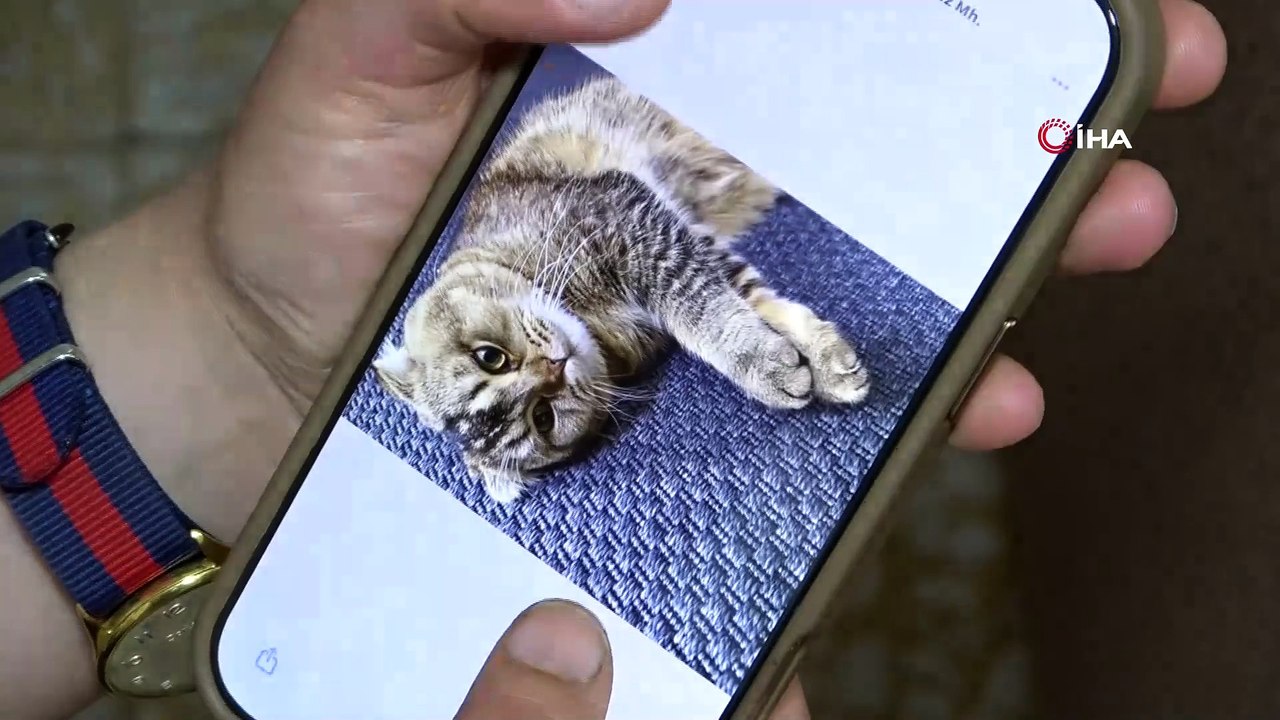 Evin kedisi kayboldu, bulunmazsa eşi boşayacak