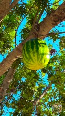 A Watermelon Growing On A Tree? How’s That Possible?! 🍉🌳😲 #funny