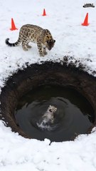 Mother Snow Leopard Saves Her Cub with the Help of an Old Guy!