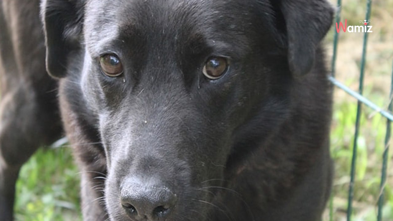 À 8 ans, il a déjà fait 7 ans de refuge : ce gentil chien timide ne trouve pas la personne bienveillante dont il a besoin