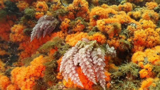 Operazione GhostNets , rimosse 3 tonnellate di reti fantasma