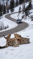 Tiny Snow Leopard Cubs Saves Their Wounded Mother with Old Man's Help #leopard #rescue #humanity