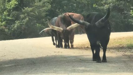 Safari animal surprises car passengers by going for the whole bucket instead of just a bite