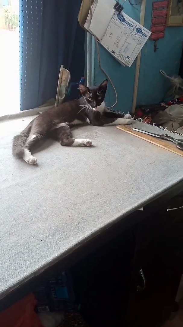 cute animals 😼cute cat #cat #cat #catlovers