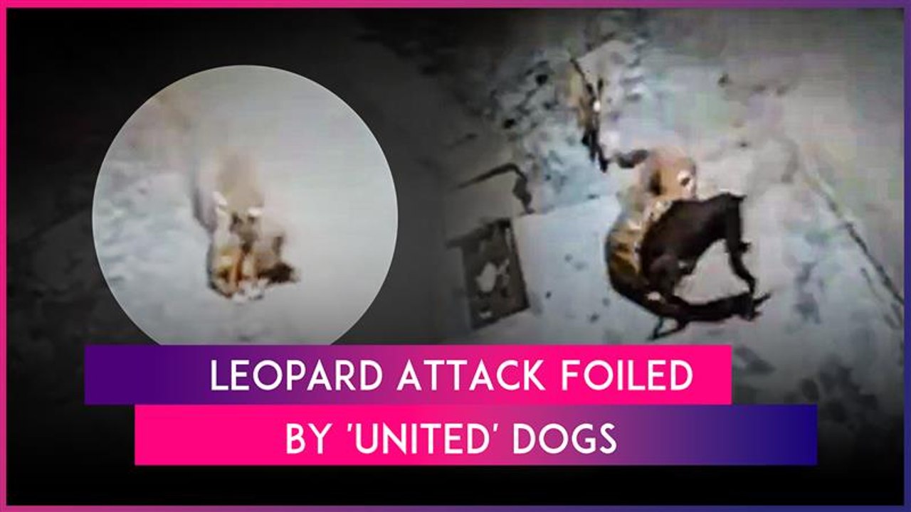Stray Dogs Fight Off Leopard Attacking Sleeping Dog In Uttarakhand’s Haridwar, Video Goes Viral
