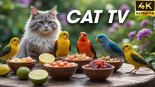 Cats Can't Stand This! New Video Shows Cats Watching Birds in Ultra 4K - CatTV Central