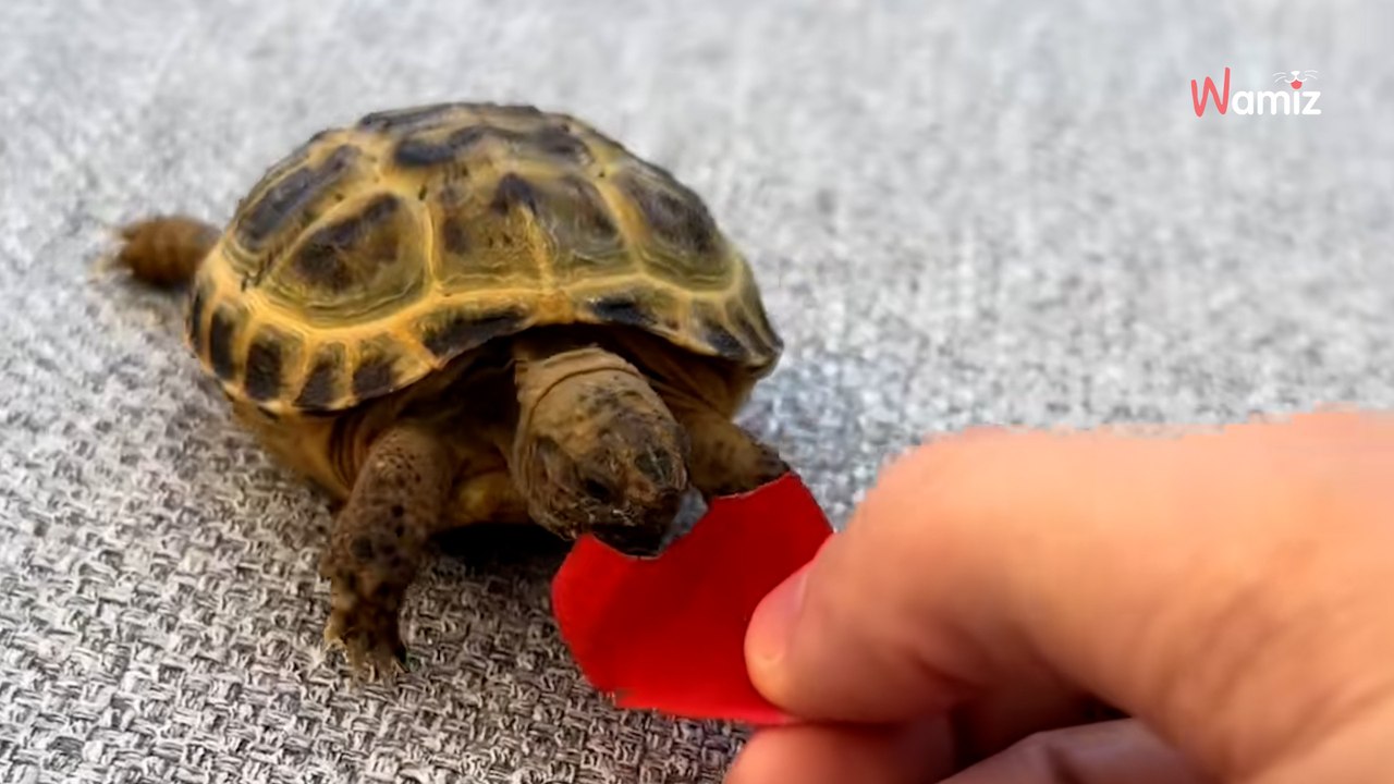 Babyschildkröte stürmt auf eine Katze zu: Zuschauer halten den Atem an (Video)