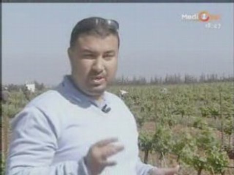Maroc arboriculture et vignoble de Meknès