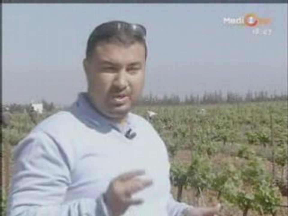 Maroc   arboriculture et vignoble de Meknès