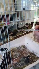 Boom di baby cinciallegre al Rifugio Matildico: ne sono arrivate oltre 50