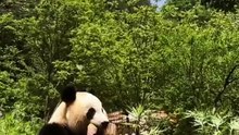 The daily life of pandas 🐼(94)   #Panda #Lovely