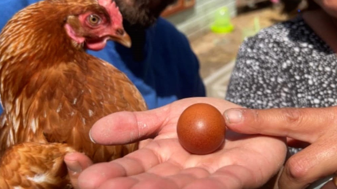 Family amazed after finding 'one-in-a-billion Malteser shaped' egg