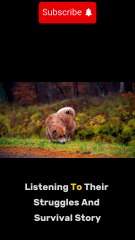 The Life of a Stray Dog Struggles and Survival