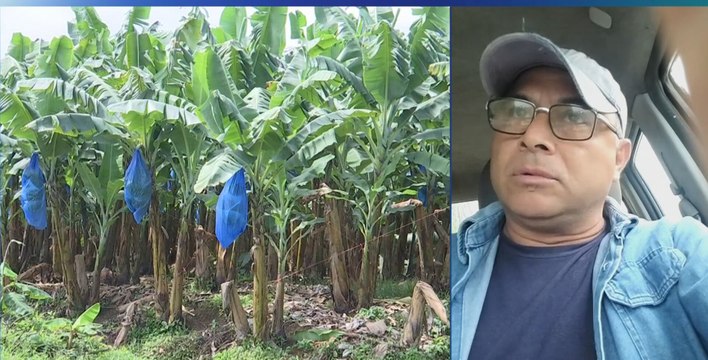 'Estamos perdiendo todo', dicen los productores de Bocas del Toro