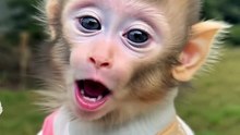 Heartfelt Moment! Baby Monkey Spreads Love to Everyone ❤️ #Shorts