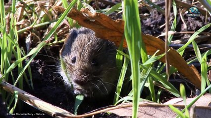 Kestrel - Dance of Death in Midair and Battles During the Breeding Season