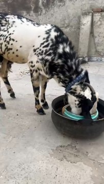 0333-5593122 Black Makhi Cheena Goat in Gulistan Colony, Rawalpindi