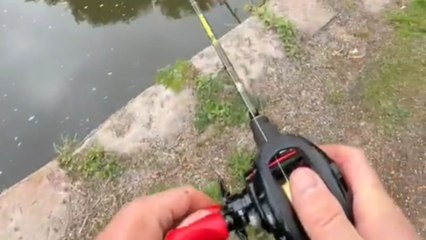 Gentleman casts fishing line and accidentally hooks a tree instead