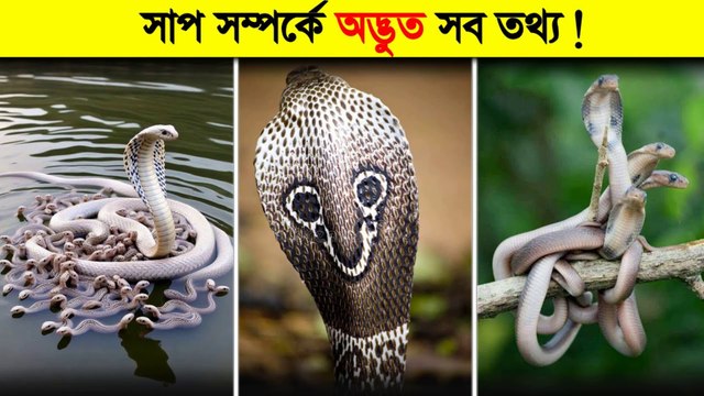 সাপ সম্পর্কে এই অদ্ভুত তথ্যগুলো জানলে আপনি অবাক হয়ে যাবেন 😱 Snake Facts in bangla