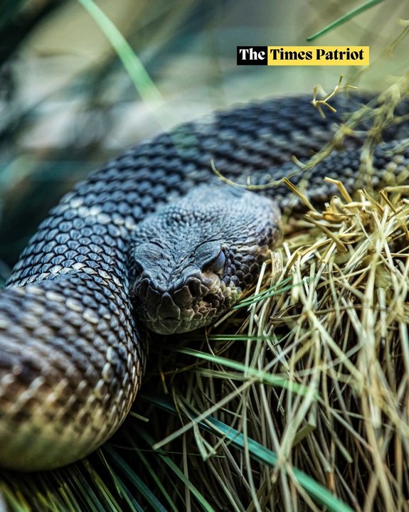 Man Injects Snake Venom for 18 Years, Helps Create Breakthrough Antivenom